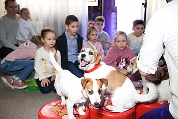 цирковая собачка